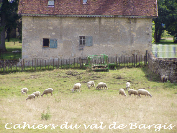 moutons